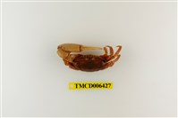 藏品(弧邊管招潮蟹)的圖片